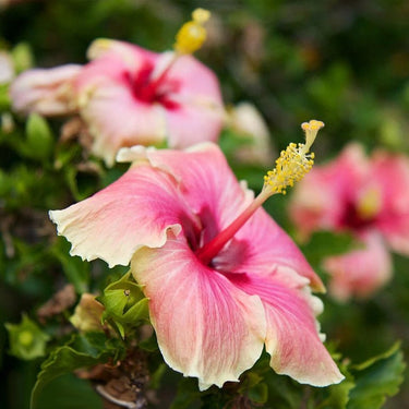 Hibiscus Seeds-Gold Powder