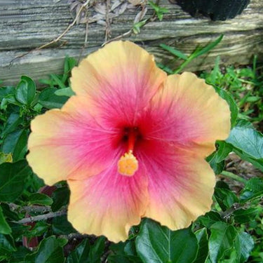 Hibiscus Seeds-Gold Powder
