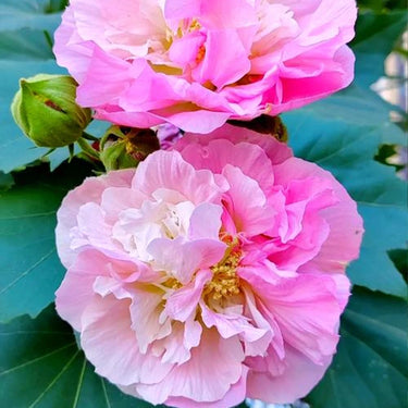 Hibiscus Seeds-Hundred Days of Splendor