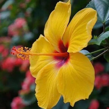 Hibiscus Seeds-Lemon