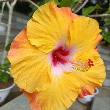Hibiscus Seeds-Lemon