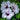 Hibiscus Seeds-Moonlight