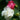 Hibiscus Seeds-Multicolored Mandarin Duck Cotton Rose