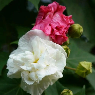 Hibiscus Seeds-Multicolored Mandarin Duck Cotton Rose