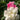 Hibiscus Seeds-Multicolored Mandarin Duck Cotton Rose
