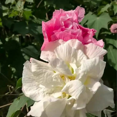 Hibiscus Seeds-Multicolored Mandarin Duck Cotton Rose