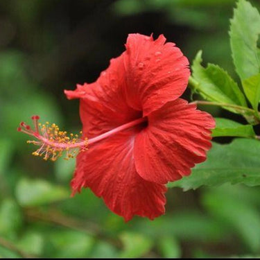 Hibiscus Seeds-Orange Hibiscus