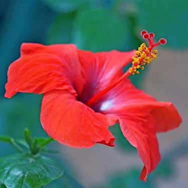 Hibiscus Seeds-Orange Hibiscus