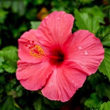 Hibiscus Seeds-Pink Hibiscus