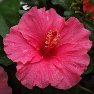 Hibiscus Seeds-Pink Hibiscus