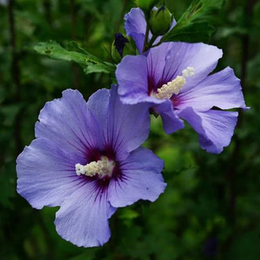 Hibiscus Seeds-Purple Jade