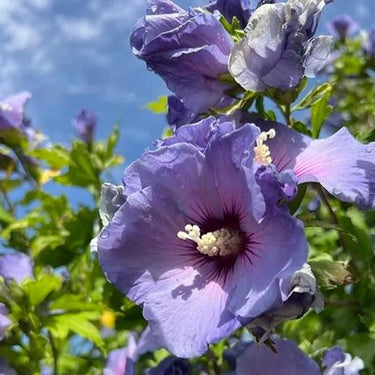 Hibiscus Seeds-Purple Jade