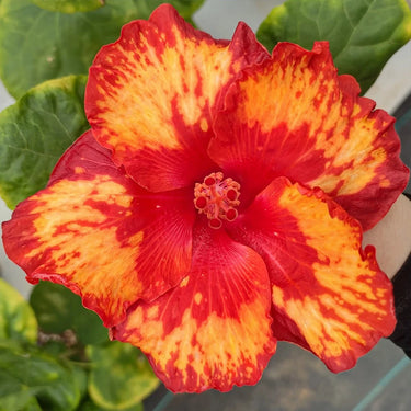 Hibiscus Seeds-Red Dragon