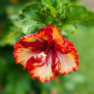 Hibiscus Seeds-Red Dragon
