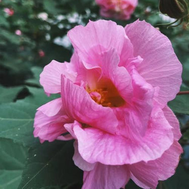 Hibiscus Seeds-Rosy Clouds