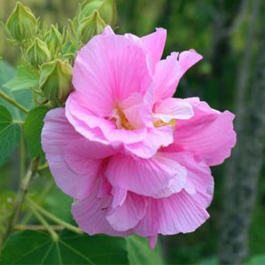Hibiscus Seeds-Rosy Clouds