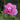 Hibiskussamen – Rosige Wolken