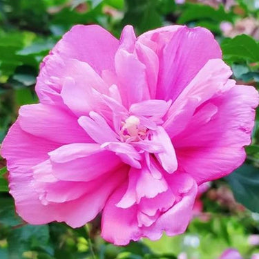Hibiscus Seeds-Seven-Star Cotton Rose