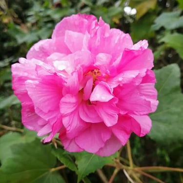 Hibiscus Seeds-Seven-Star Cotton Rose