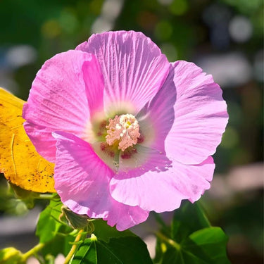 Hibiscus Seeds-Single-petal Pink Cotton Rose
