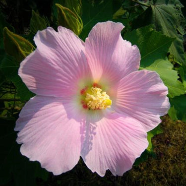 Hibiscus Seeds-Single-petal Pink Cotton Rose