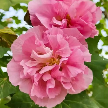 Hibiscus Seeds-Single-petal Red Cotton Rose