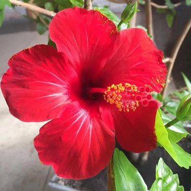 Hibiscus Seeds-Single-petal Red Hibiscus