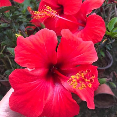 Hibiscus Seeds-Single-petal Red Hibiscus