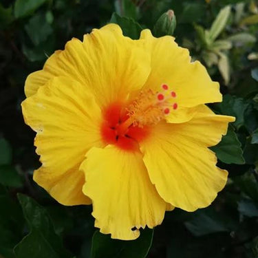 Hibiscus Seeds-Single-petal Yellow Hibiscus