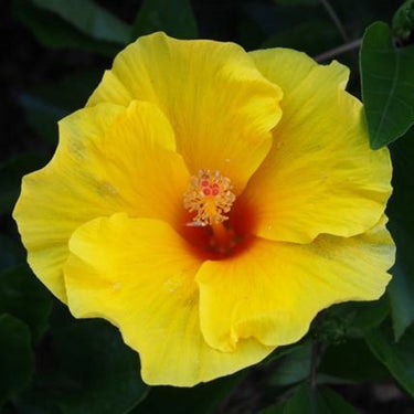 Hibiscus Seeds-Single-petal Yellow Hibiscus