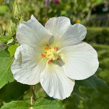 Hibiscus Seeds-Single White