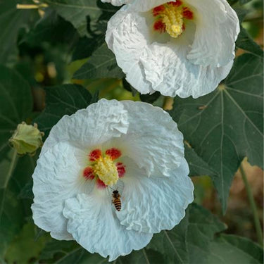 Hibiscus Seeds-Single White