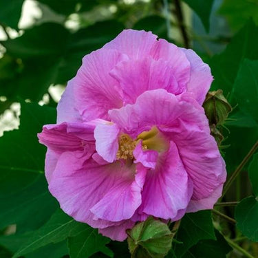 Hibiscus Seeds-Splendid Purple