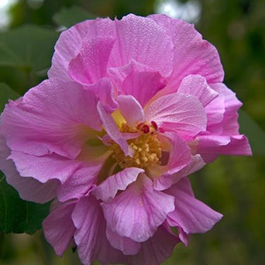 Hibiscus Seeds-Splendid Purple