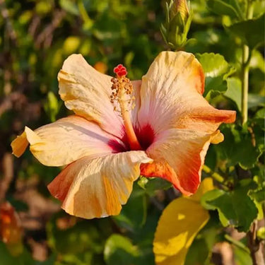 Hibiscus Seeds-Sunset Glow