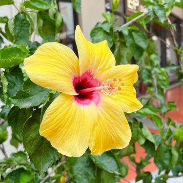 Hibiscus Seeds-Yellow Cotton Rose