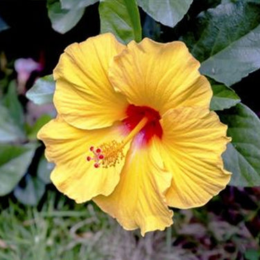 Hibiscus Seeds-Yellow Cotton Rose