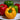 High Yield Sweet Bell Pepper Seeds