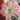 Graines d'Hippeastrum - Aphrodite