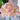 Graines d'Hippeastrum - Aphrodite