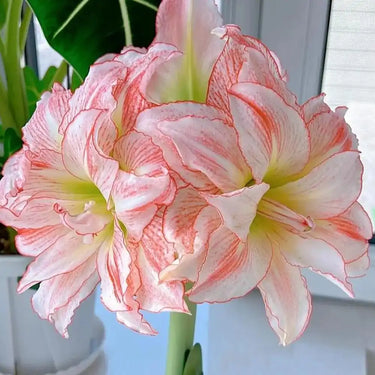 Hippeastrum Seeds-Aphrodite