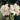 Graines d'Hippeastrum - Aphrodite