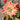 Hippeastrum Seeds-Ball