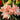 Hippeastrum Seeds-Ball