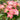 Hippeastrum Seeds-Blossom Peacock