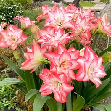 Hippeastrum Seeds-Blossom Peacock