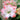 Graines d'Hippeastrum - Candy Amadeus