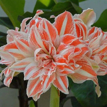Semi di Hippeastrum-Dancing Queen