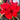 Hippeastrum Seeds-Double Dragon