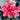 Graines d'Hippeastrum - Double Dream